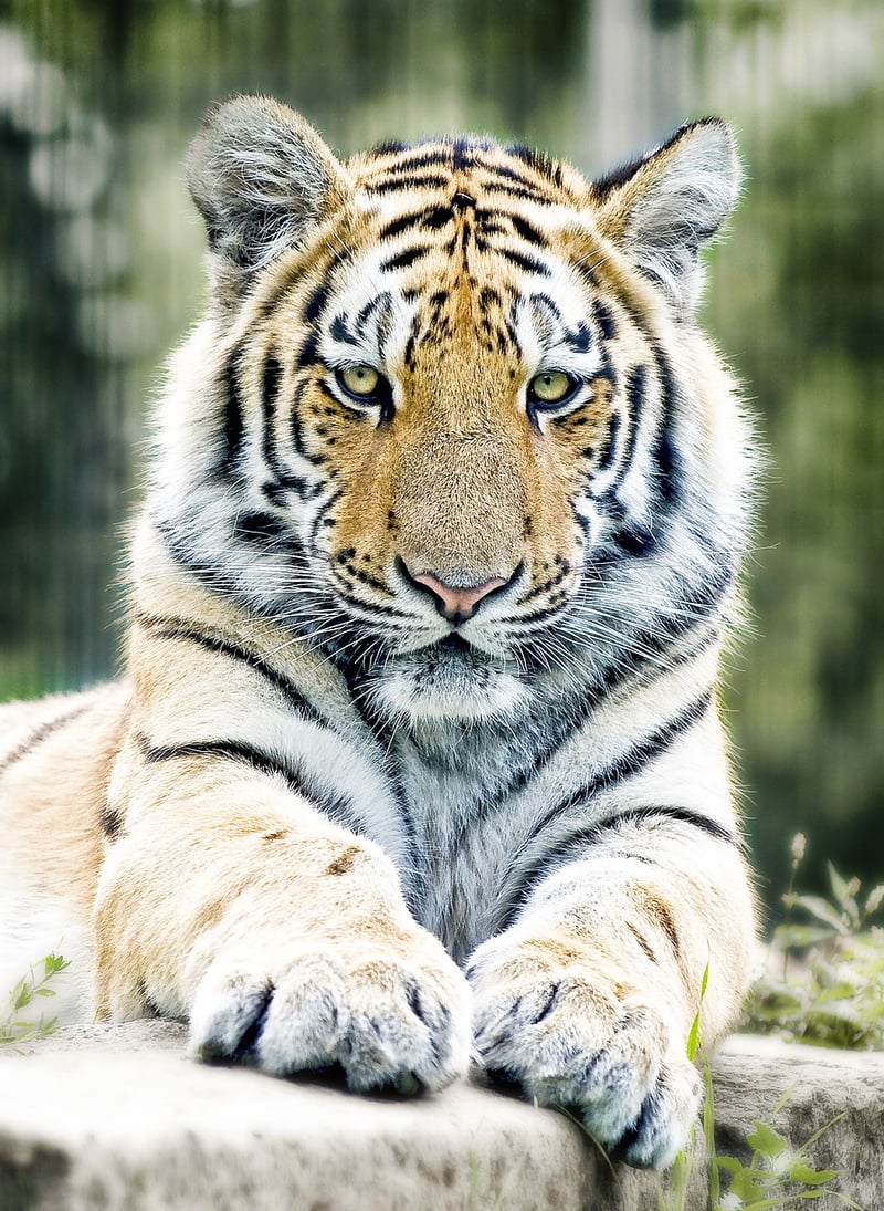 Tiger Woods